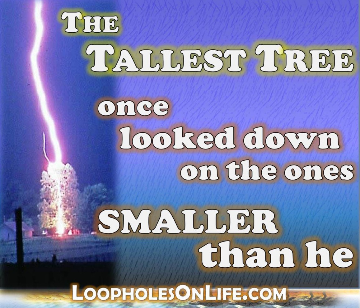 The Tallest Tree had a Striking Ego